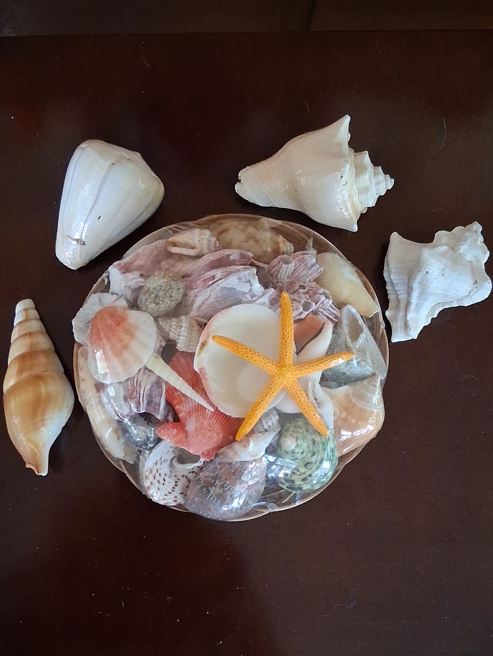 Decorative Sea Shell Bowl / Orange Starfish. And Extra Shells 4 Home Accents